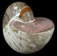 Polished Nautilus Fossil - Huge Specimen! #61346-2